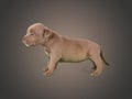 Brown american bully baby dog Ã¢â¬â¹